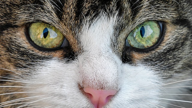 Read more about the article Geisteskrank: Schizophrenie durch Katzen?