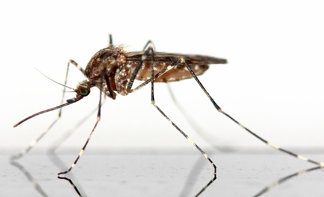 Read more about the article Brasilien: Gen-Mücken gegen Dengue-Fieber